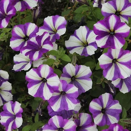 Country House Selva 3* Grutti